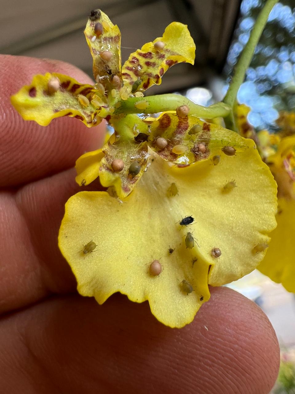 Flor de orquídea com cochonilhas fixadas nas pétalas e no labelo